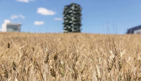 Festa del raccolto di Wheatfield